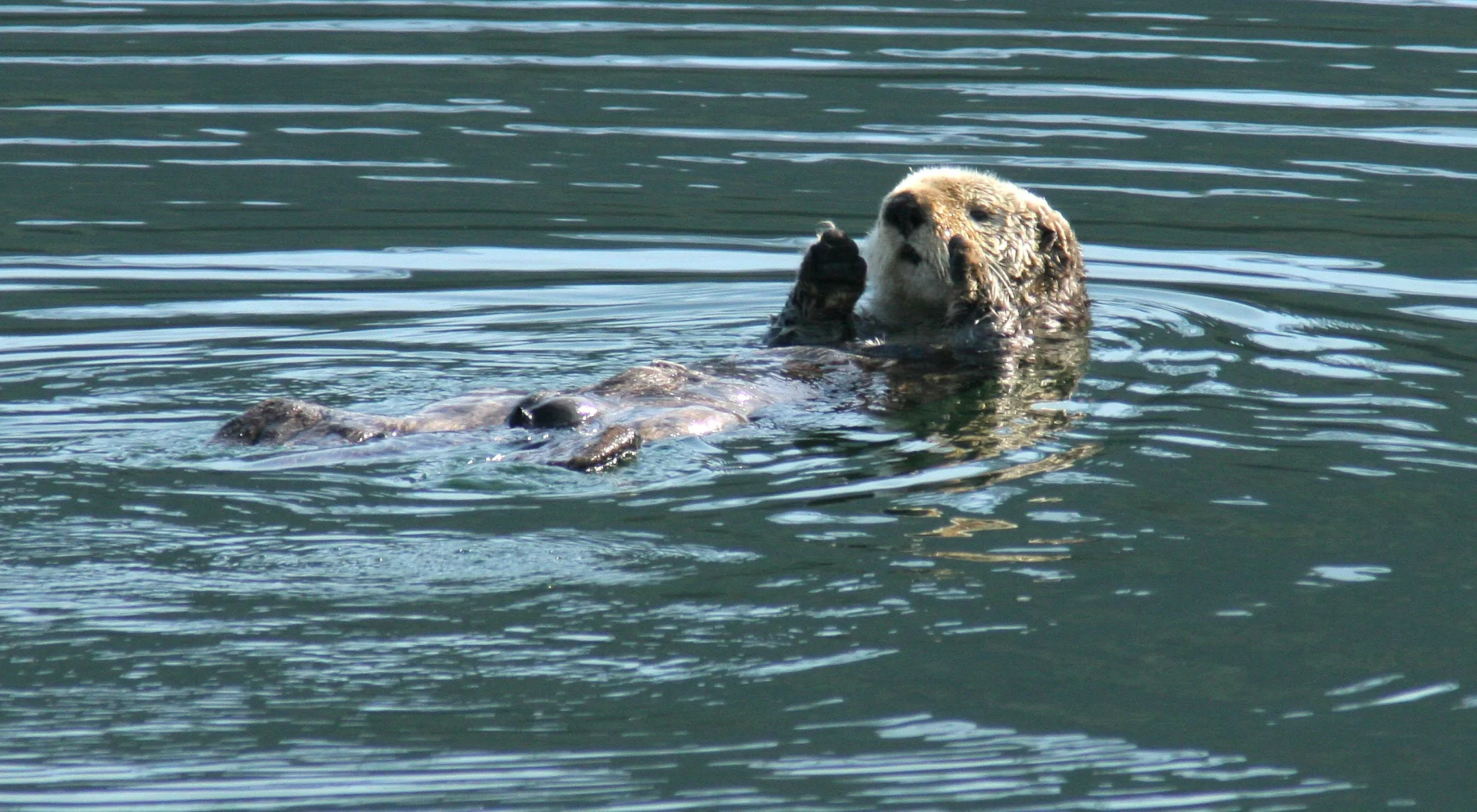 protégeons l’habitat de la loutre de mer